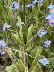 Myosotis