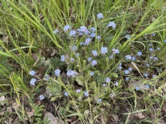 Myosotis