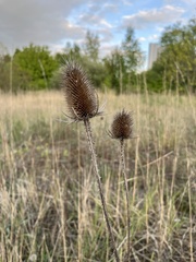 Dipsacus fullonum