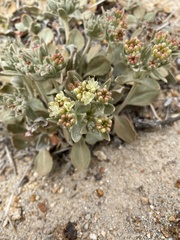 Eriogonum robustum