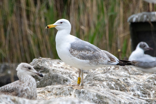 Gaviota del Caspio (Larus cachinnans)
