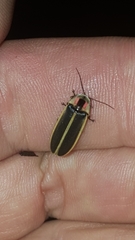 Photinus carolinus