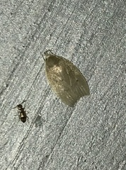 Scythropiodes