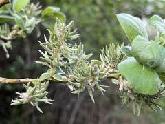Salix aurita