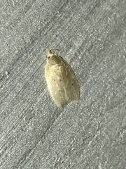 Scythropiodes