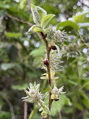 Salix aurita