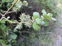 Salix aurita