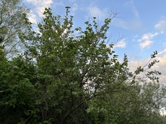 Salix aurita
