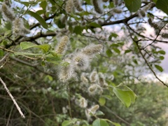 Salix caprea