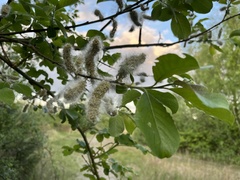 Salix caprea