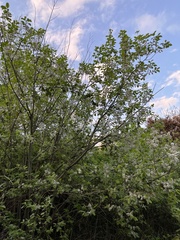 Salix caprea
