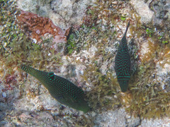 Canthigaster solandri
