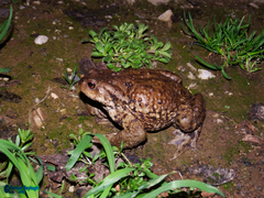 Bufo eichwaldi