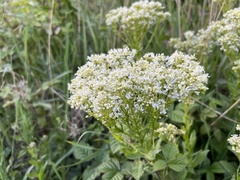 Lepidium draba