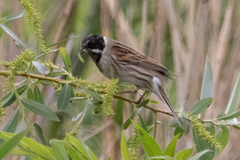 Emberiza schoeniclus