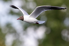 Chroicocephalus ridibundus