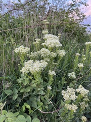 Lepidium draba
