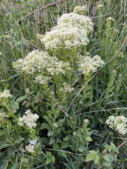 Lepidium draba