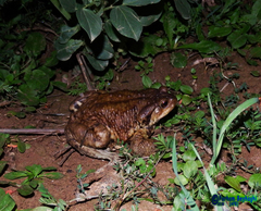 Bufo eichwaldi