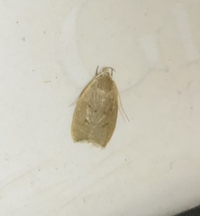Scythropiodes