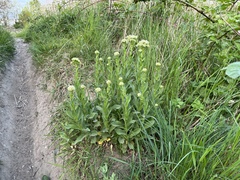 Lepidium draba