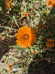 Dimorphotheca sinuata