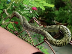 Chrysopelea