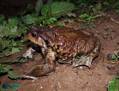 Bufo eichwaldi