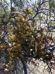 Tristerix corymbosus