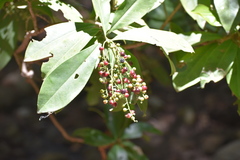Ardisia revoluta