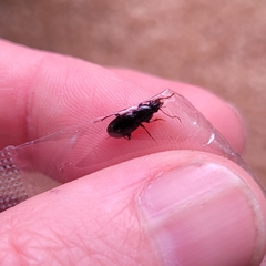 Pterostichus pumilus