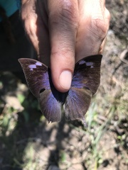 Memphis moruus