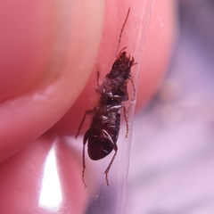 Pterostichus pumilus