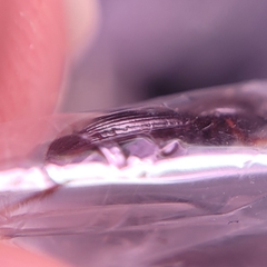 Pterostichus pumilus