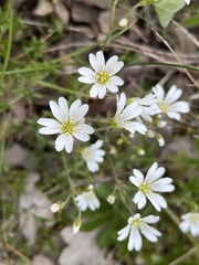Cerastium arvense