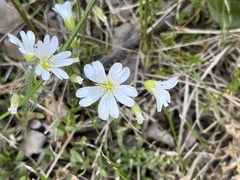 Cerastium arvense