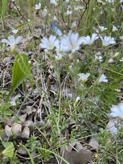 Cerastium arvense