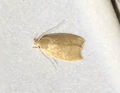 Scythropiodes