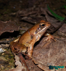Rana pseudodalmatina