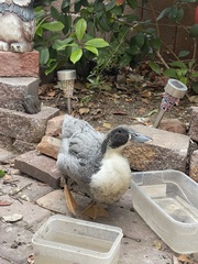 Anas platyrhynchos domesticus