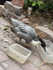 Anas platyrhynchos domesticus