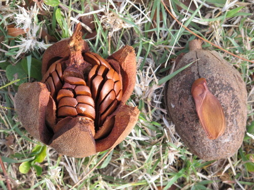 Swietenia mahagoni