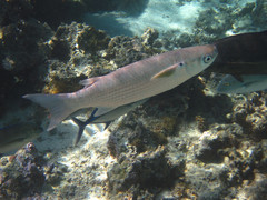 Crenimugil crenilabis