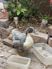 Anas platyrhynchos domesticus