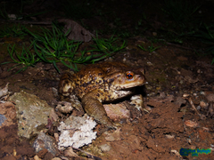 Bufo eichwaldi