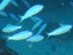 Teixeirichthys jordani