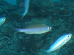 Teixeirichthys jordani