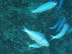 Teixeirichthys jordani