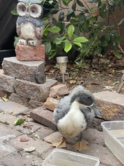 Anas platyrhynchos domesticus