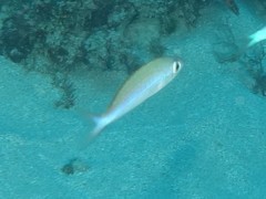 Teixeirichthys jordani